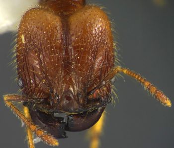 Media type: image;   Entomology 34363 Aspect: head frontal view